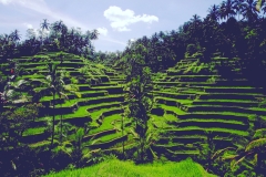 Bali-Rice-Paddies-2
