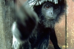 malaysia-penang-monkey-swipe