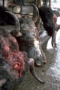 tibet-lhasa-meat-market-2